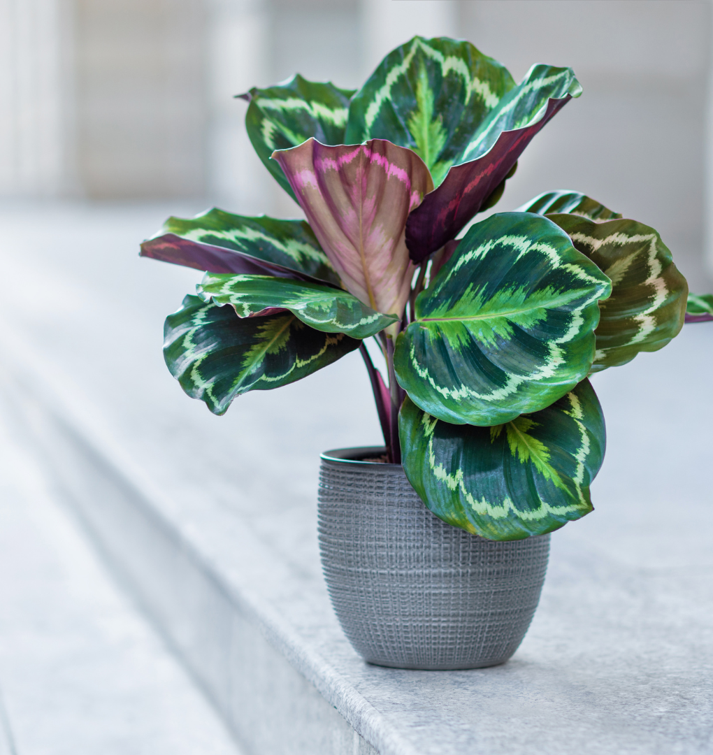 Rose Painted Prayer Plant