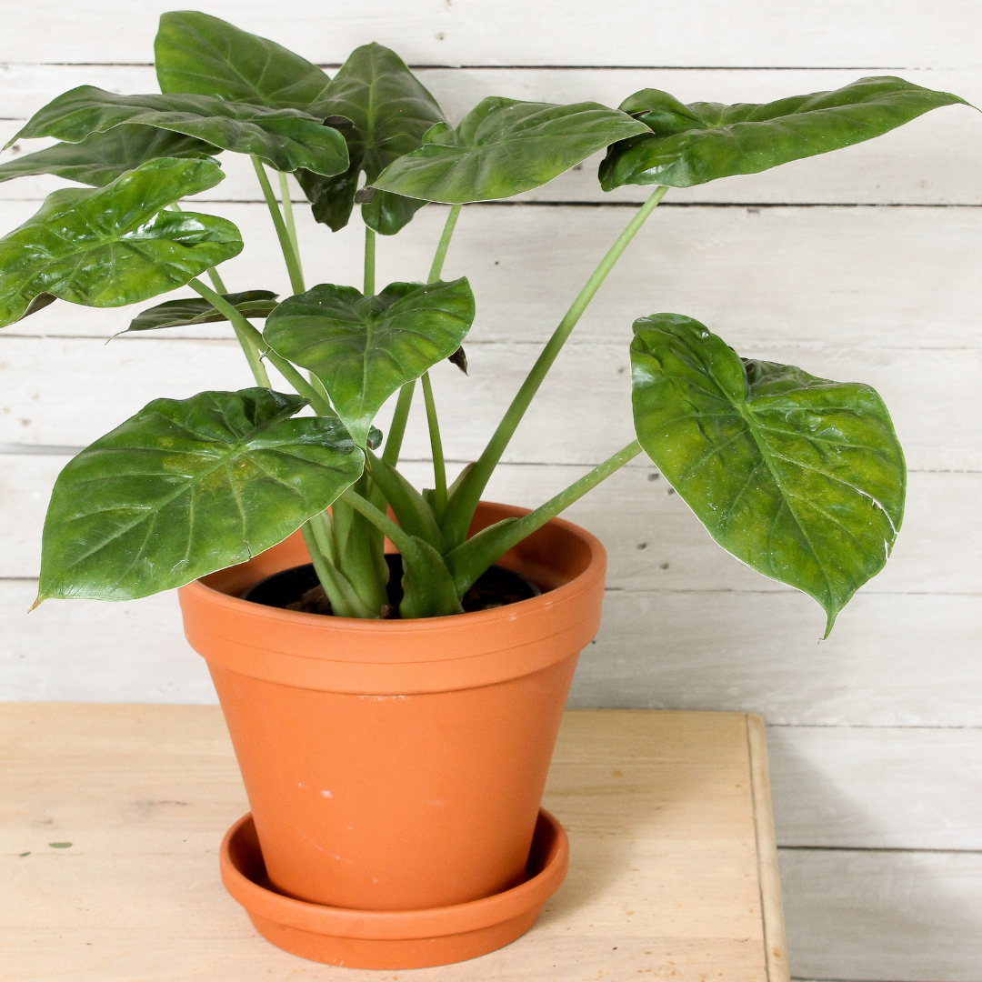 Red Elephant Ear, Choose your size and pot: 15cm standard nursery pot