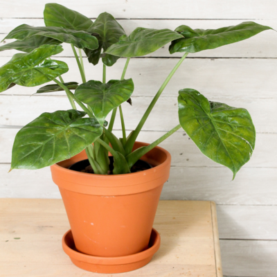 Red Elephant Ear