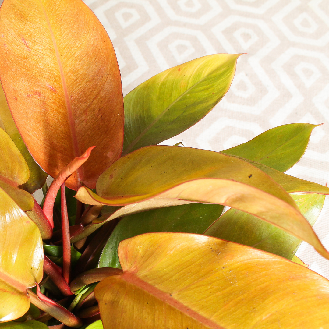 Philodendron - Prince of Orange
