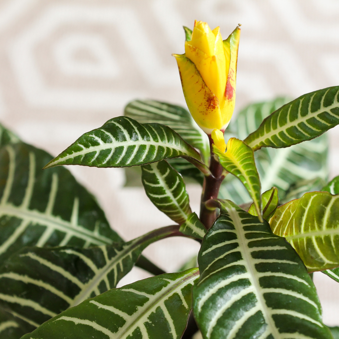Zebra Plant
