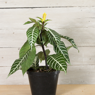Zebra Plant