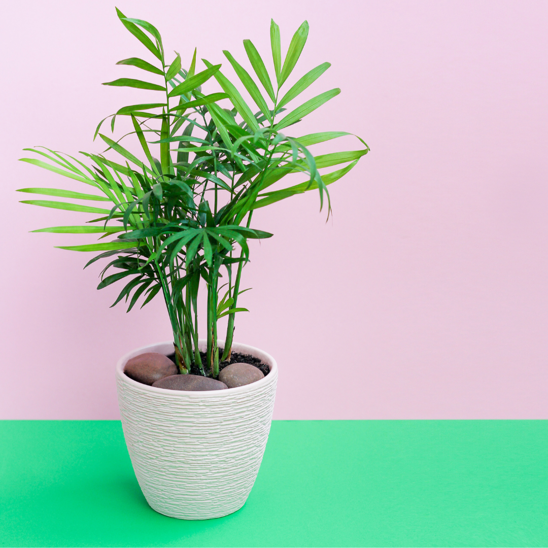 Love Palm / Parlour Palm