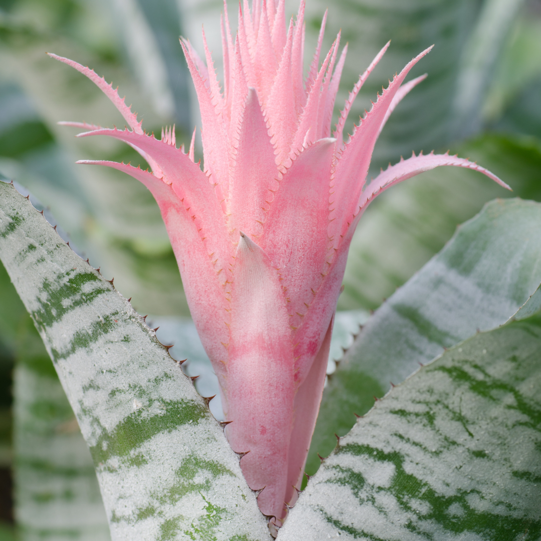 Silver Vase Plant