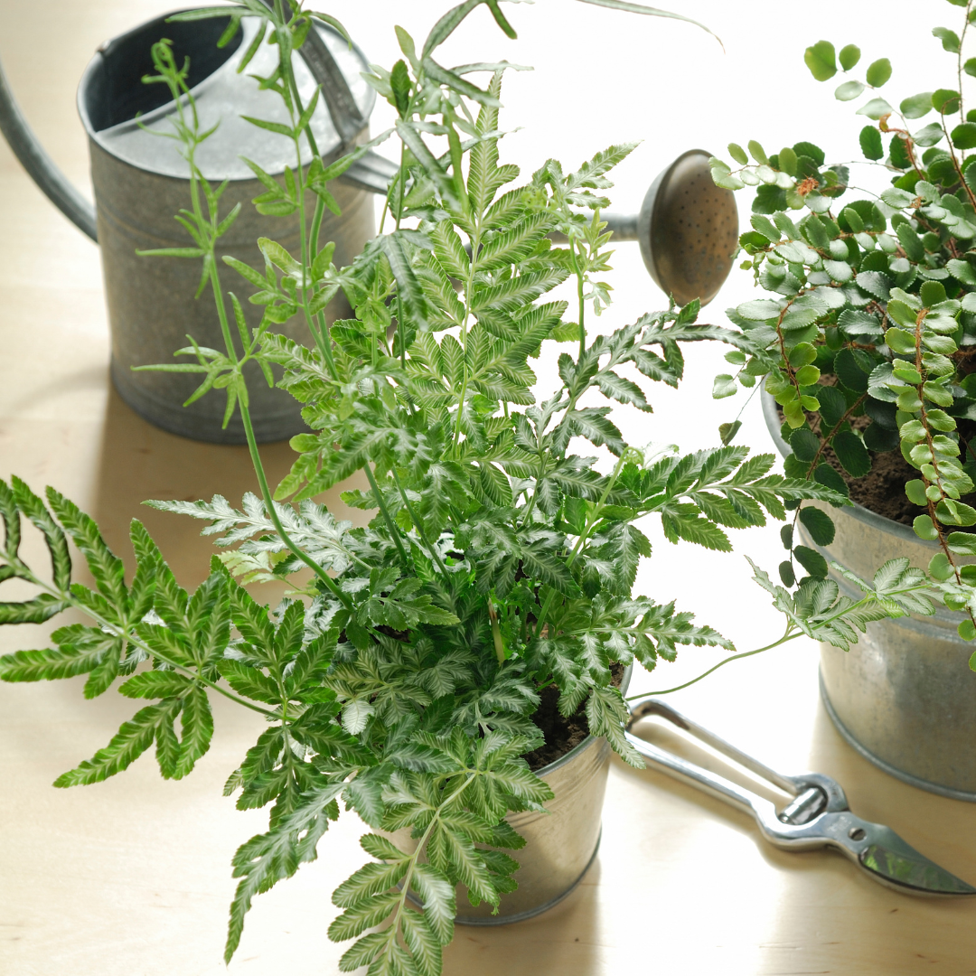Silver Lace Fern