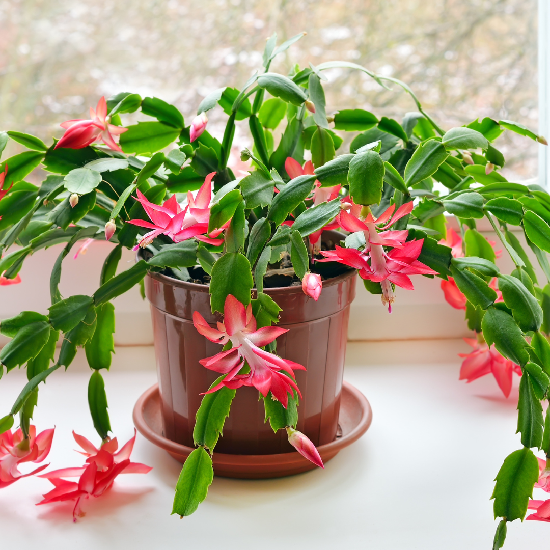 Zygo Cactus