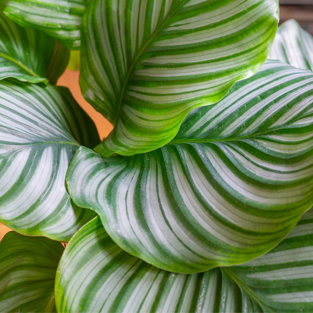 Round Leaf Prayer Plant