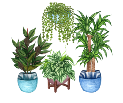 Patio plants