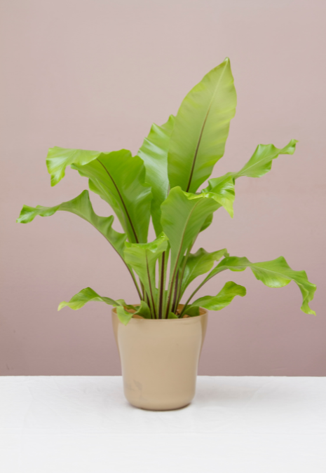 Bird&#39;s Nest Fern