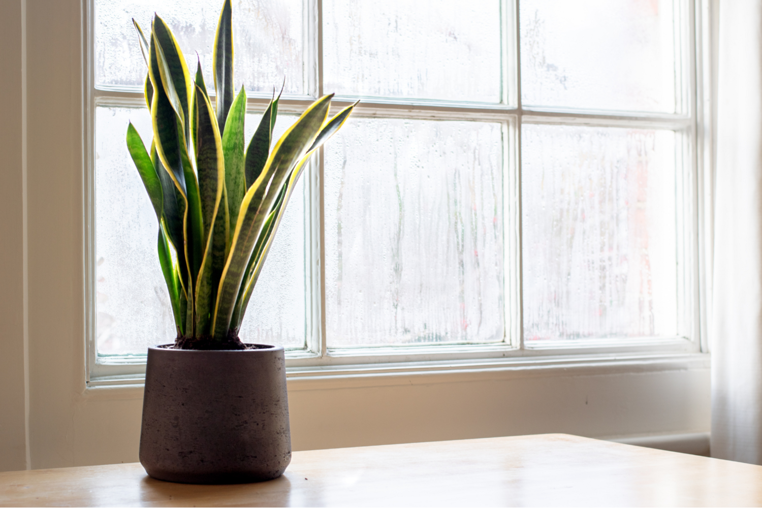 Snake Plant Golden Futura