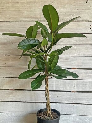 Treasure Tree