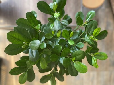 Laurel Fig