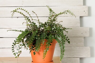 Button Fern