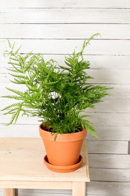 Table Fern