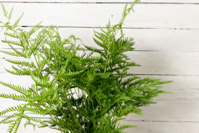Table Fern