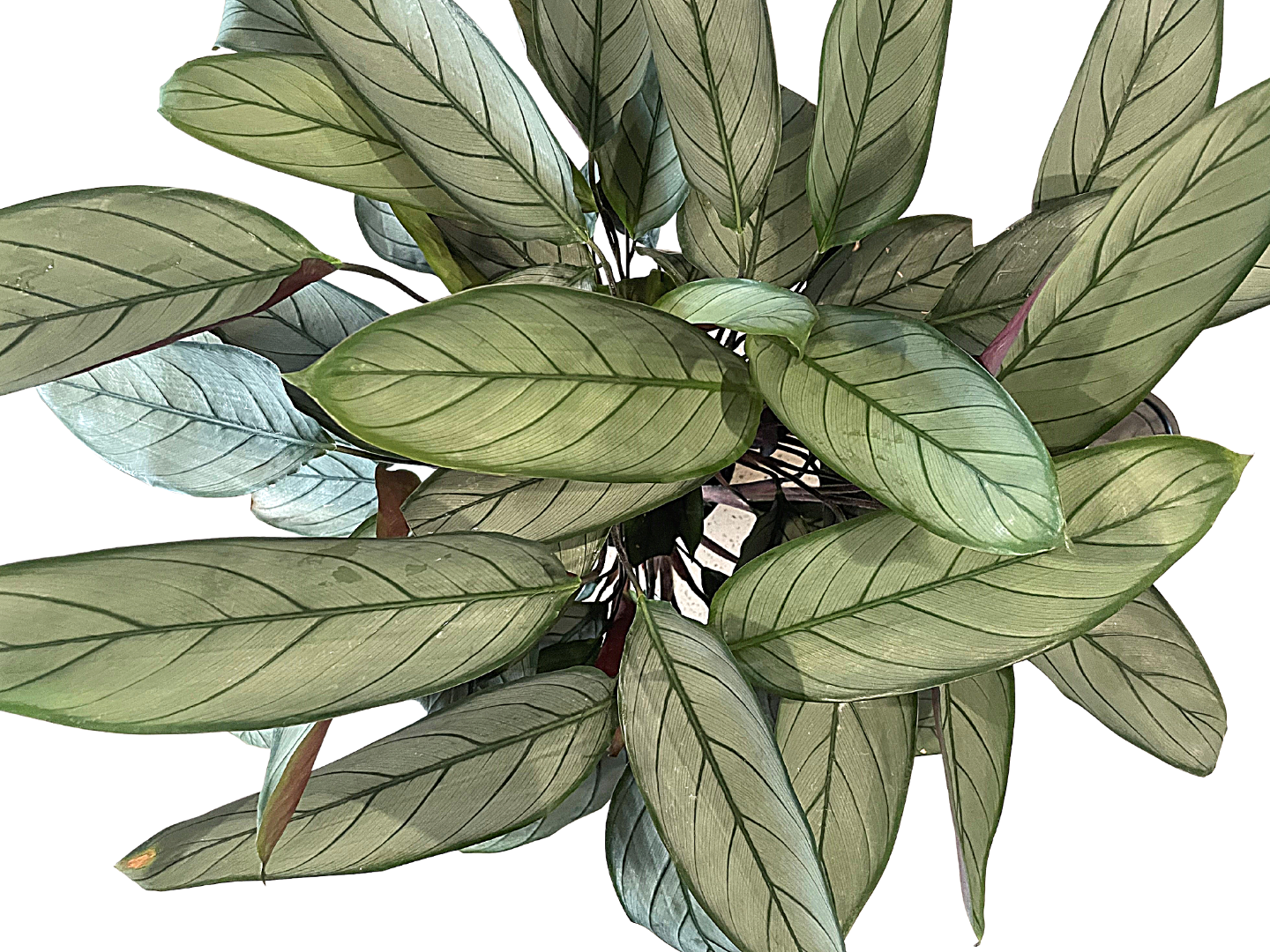 Grey Star Prayer Plant