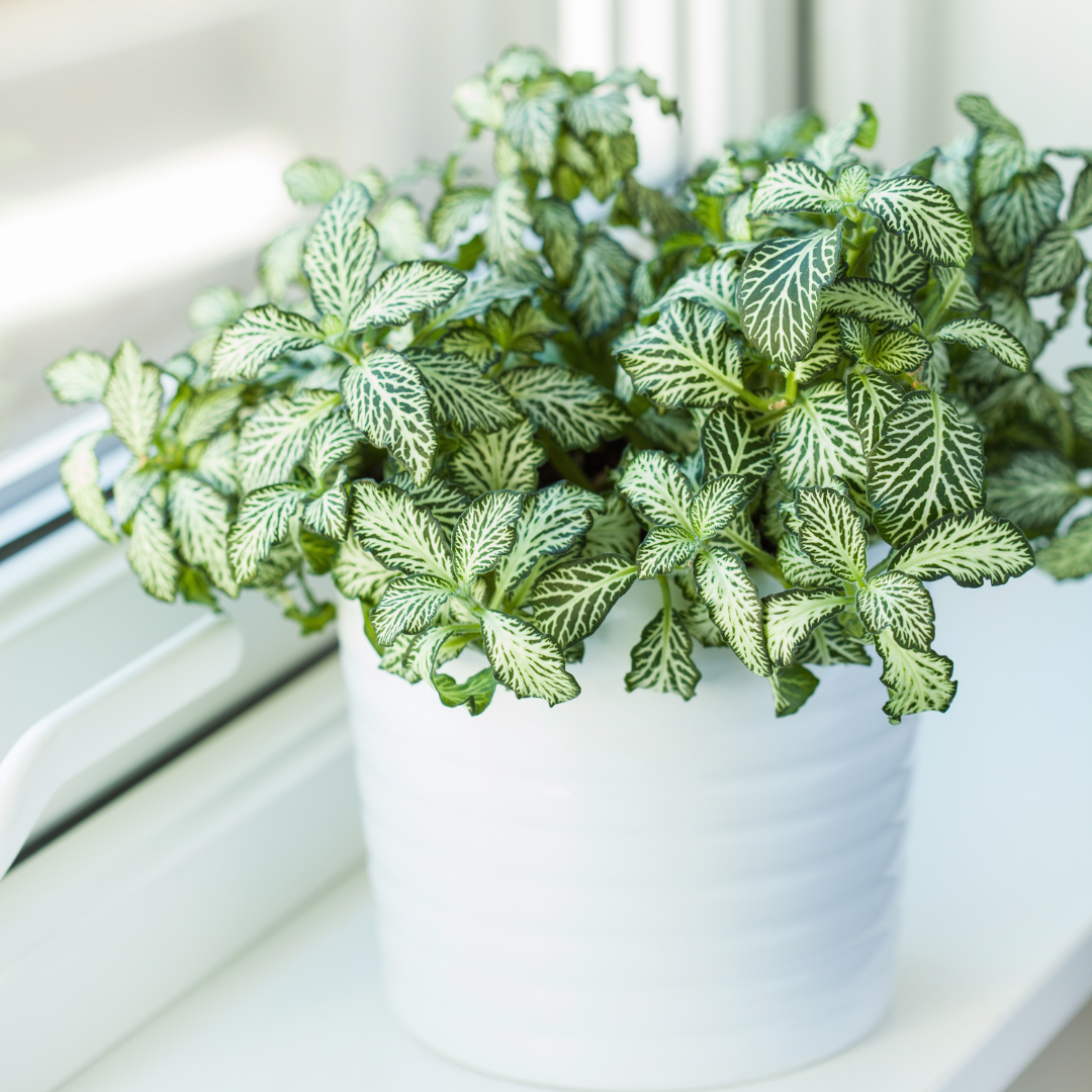 Mosaic Plant