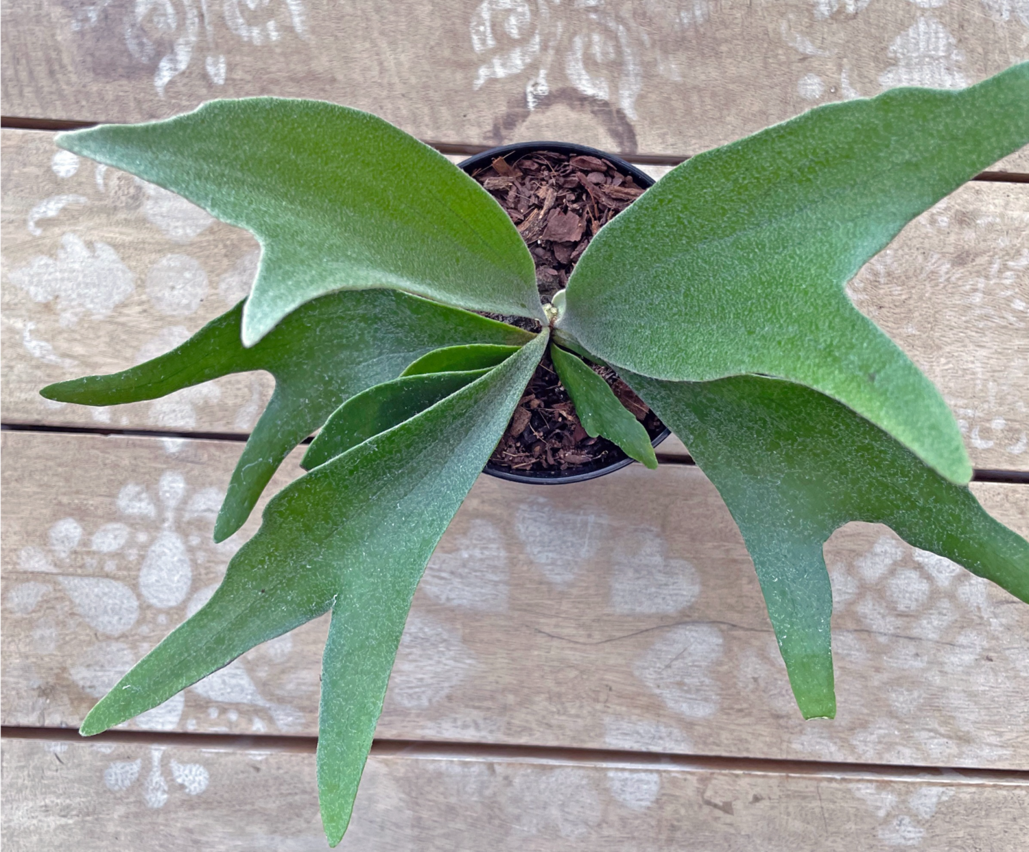 Staghorn Fern