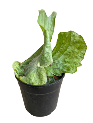 Elk Horn Fern