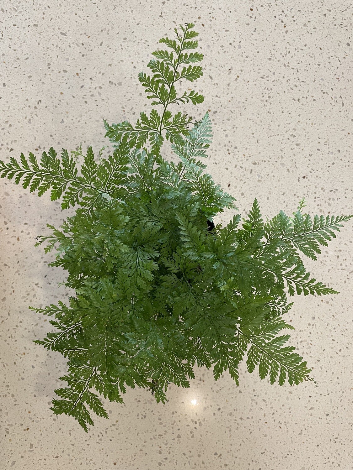 Rabbits Foot Fern