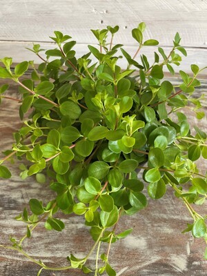 Jade Necklace