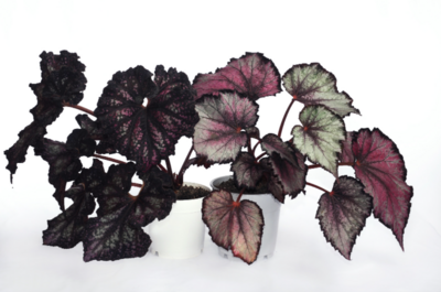 King Begonia