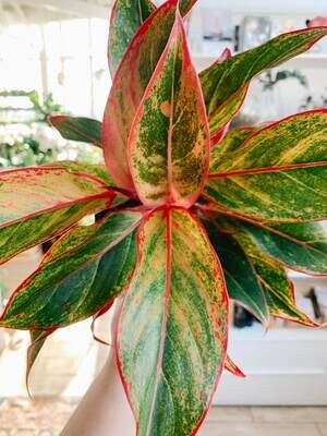 Chinese Evergreen - King of Siam