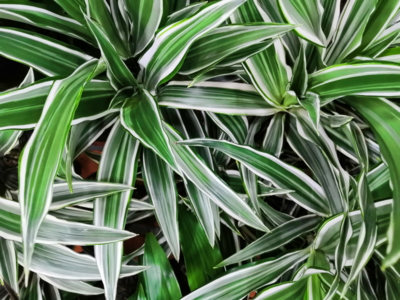 White Jewel corn plant