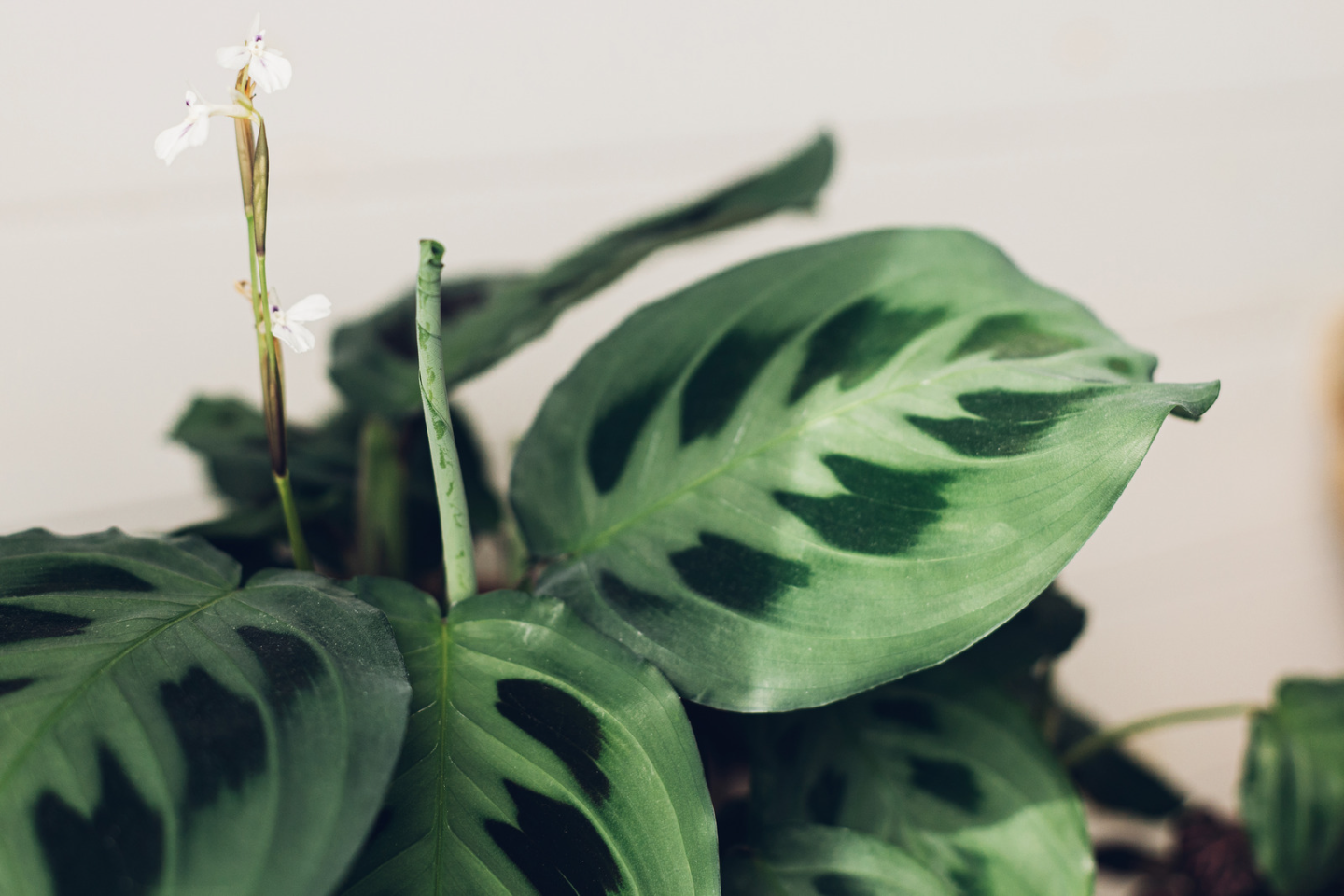 Rabbit&#39;s foot Prayer Plant