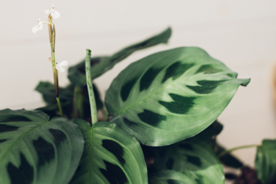 Rabbit&#39;s foot Prayer Plant