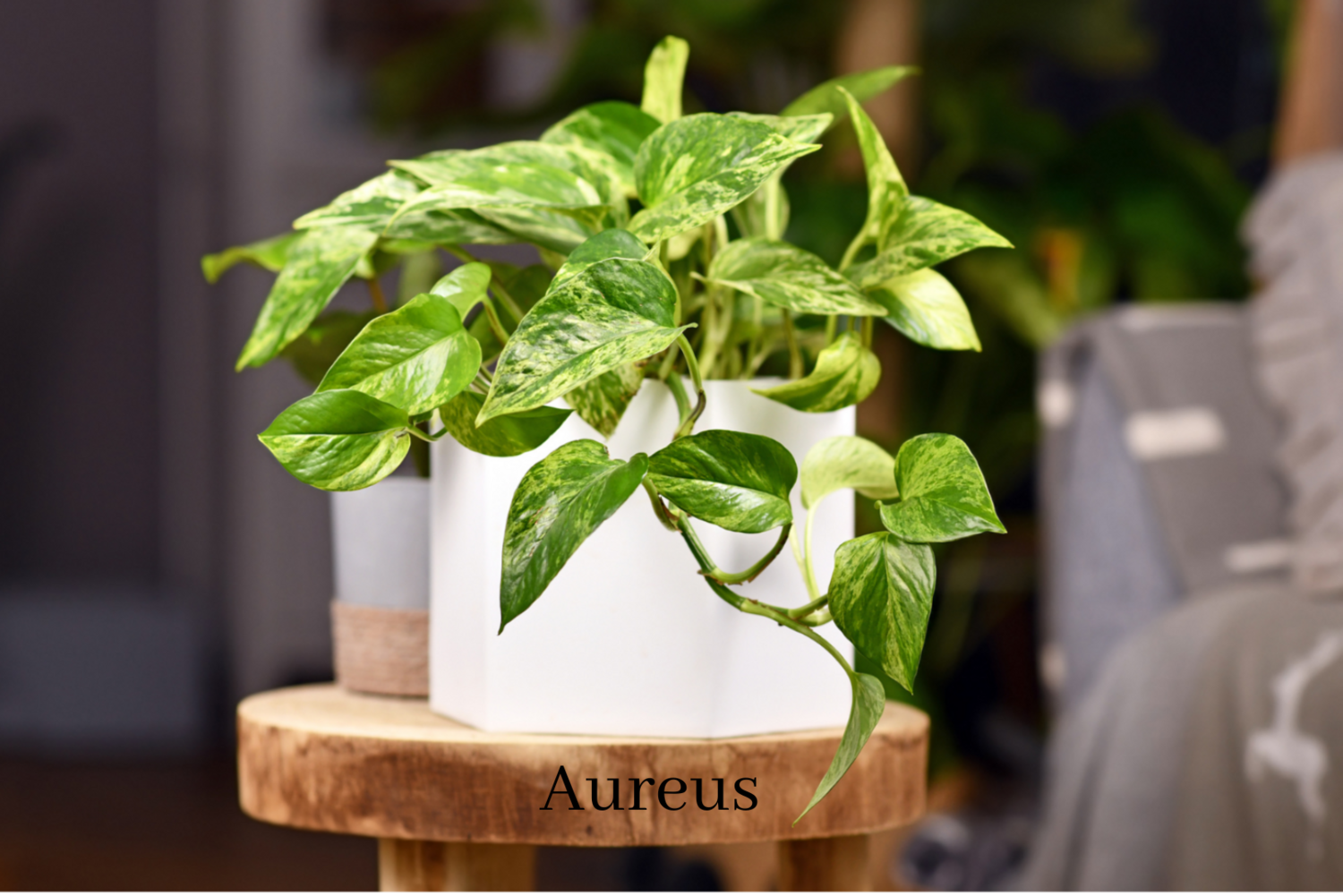 Golden pothos