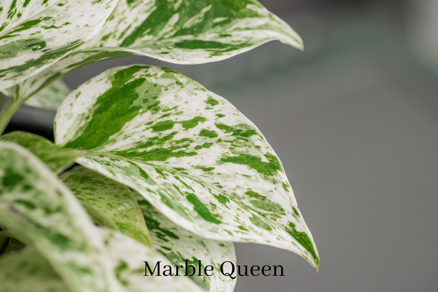 Pothos marble queen