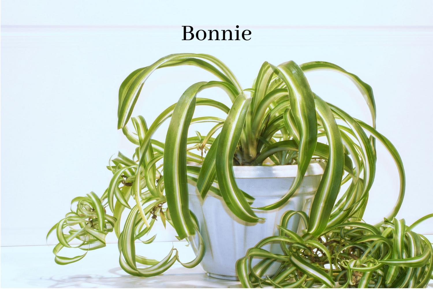 Spider Plant Bonnie