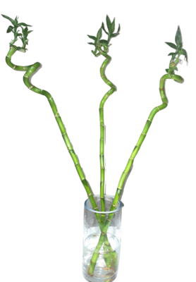 Lucky Bamboo