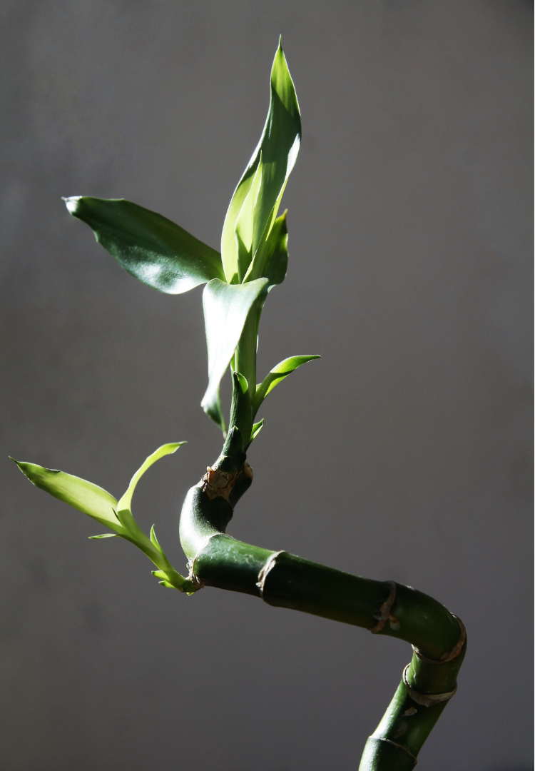 Lucky Bamboo