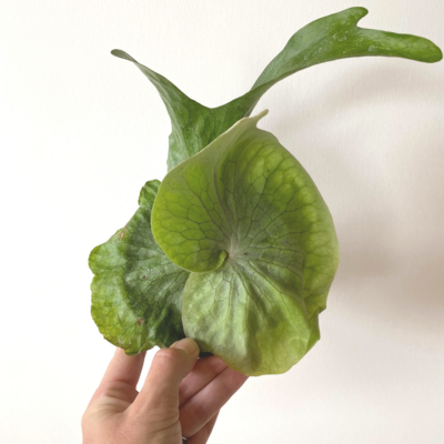 Elk Horn Fern
