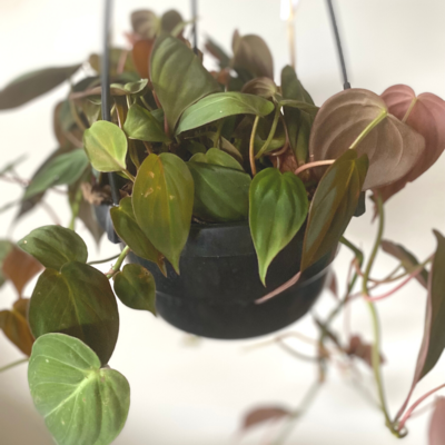 Red Velvet Sweetheart Plant