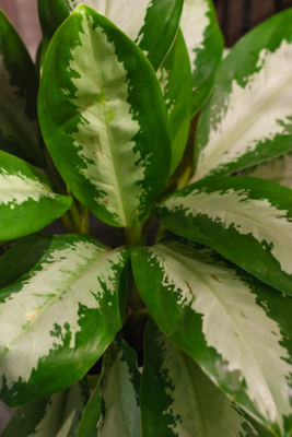 Chinese Evergreen - Pattaya Beauty