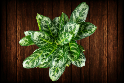 Chinese Evergreen - Maria