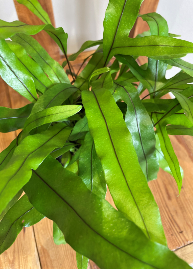 Kangaroo fern