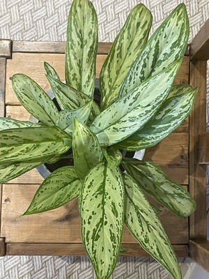 Chinese Evergreen - Silver Queen