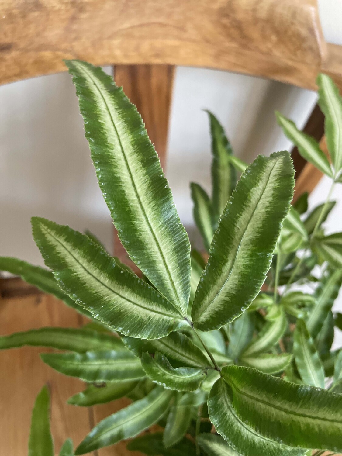 Silver ribbon fern