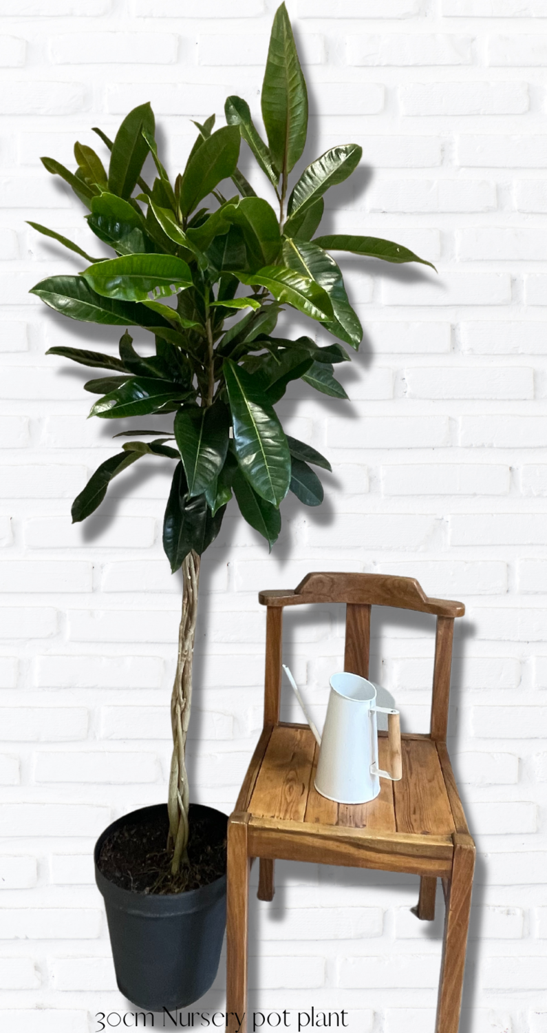 Treasure Tree XL
