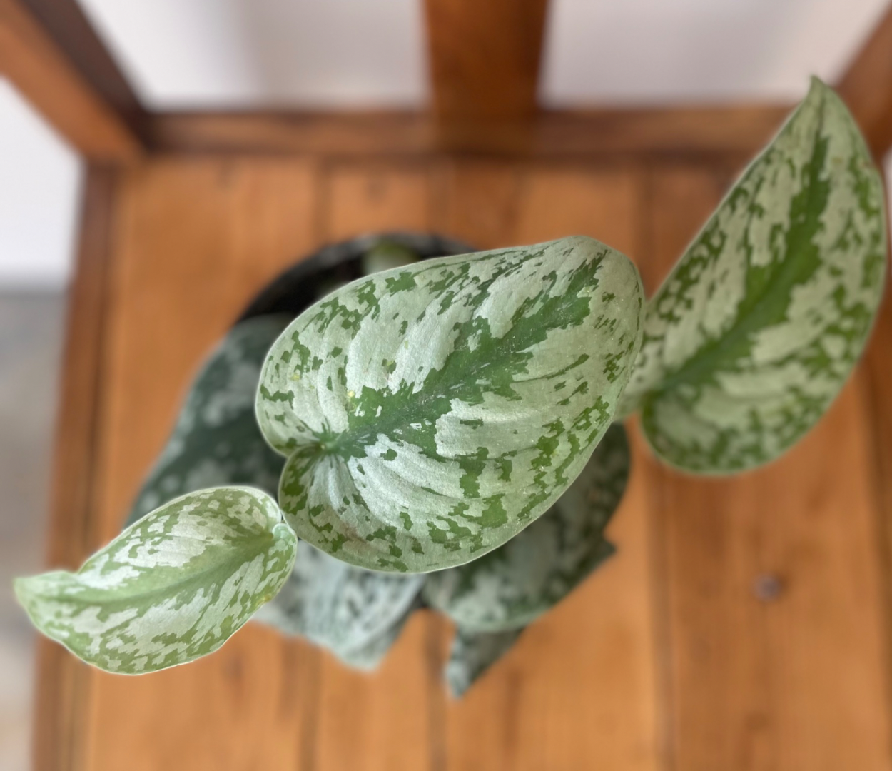 Pothos silver splash
