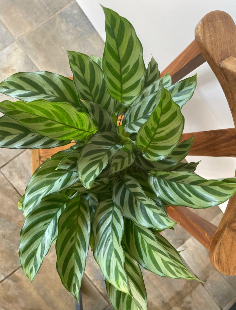 Freddy prayer plant