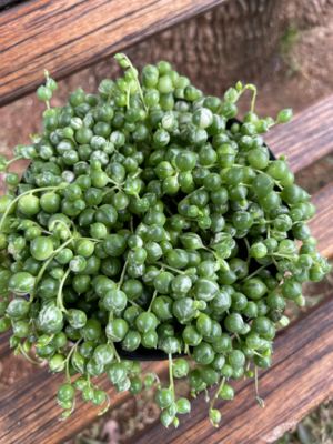 String of Pearls