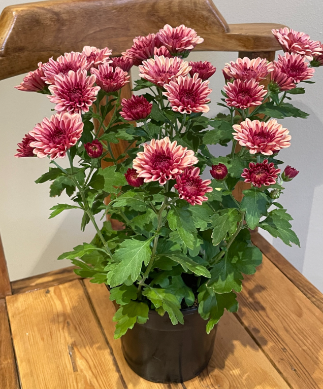 Chrysanth
