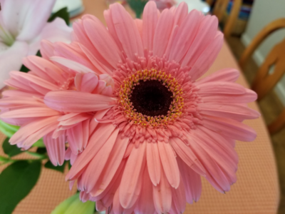 Barberton Daisy