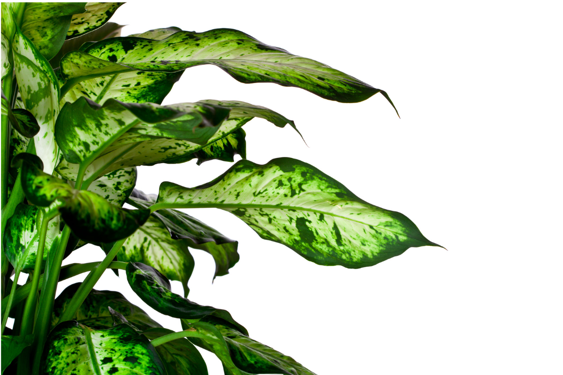 Leopard lilly Exotica Leopard lilly Exotica