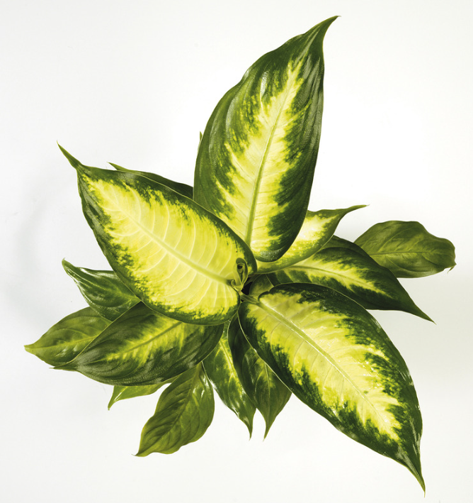 Leopard lilly camille Leopard lilly camille